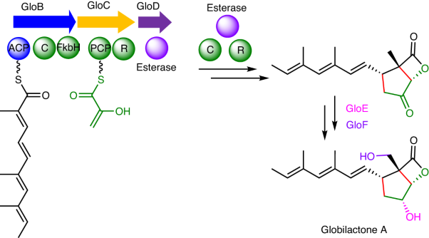 Discovery and biosynthetic pathway analysis of cyclopentane–β-lactone globilactone A
