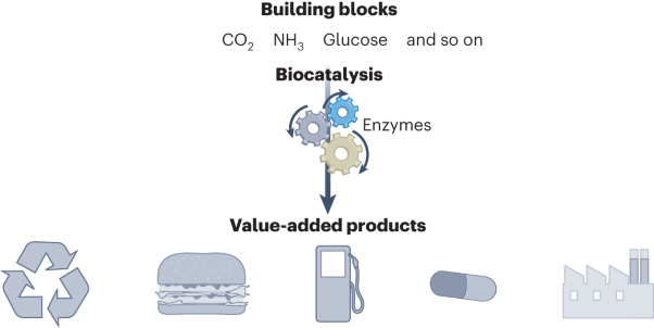Engineered enzymes for the synthesis of pharmaceuticals and other high-value products