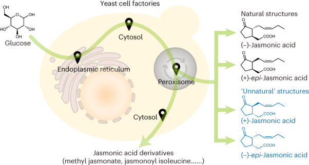 Engineering yeast for the de novo synthesis of jasmonates