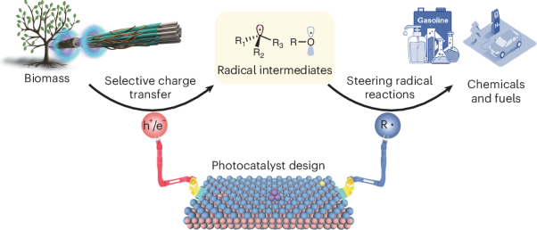 Photocatalysts for steering charge transfer and radical reactions in biorefineries
