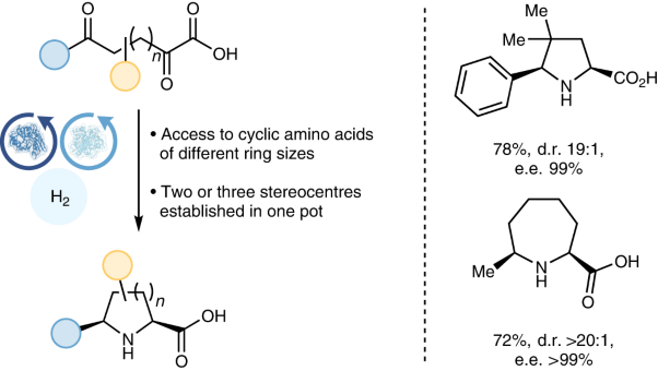Harnessing transaminases to construct azacyclic non-canonical amino acids