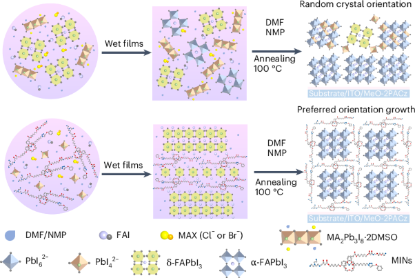 Mechanically interlocked polymer scaffolds enable high-efficiency printed flexible perovskite photovoltaics
