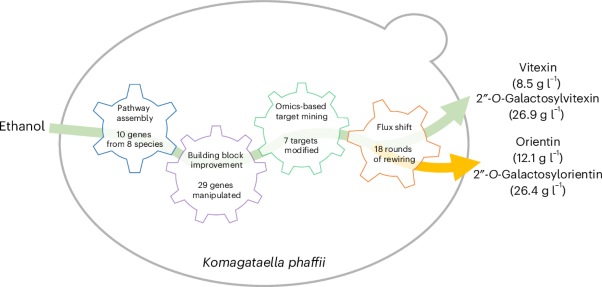 Biosynthesis of plant vitexin-derived flavonoid glycosides in yeast
