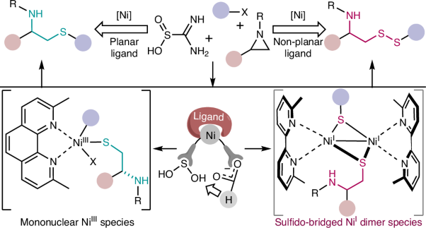 Ligand-controlled divergent sulfuration and disulfuration via Ni-catalysed reductive cross-coupling involving thiourea dioxide
