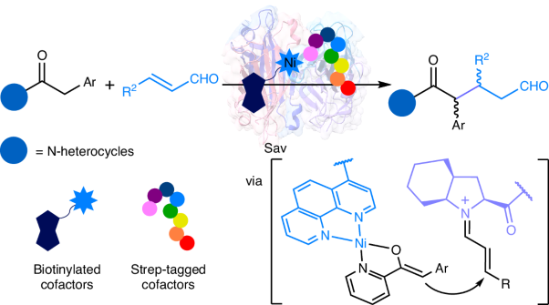 Construction of dual-cofactor artificial metalloenzymes for synergistic and enantiodivergent catalysis of Michael addition reactions
