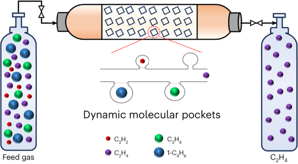 Dynamic molecular pockets on one-dimensional channels for splitting ethylene from C<sub>2</sub>–C<sub>4</sub> alkynes