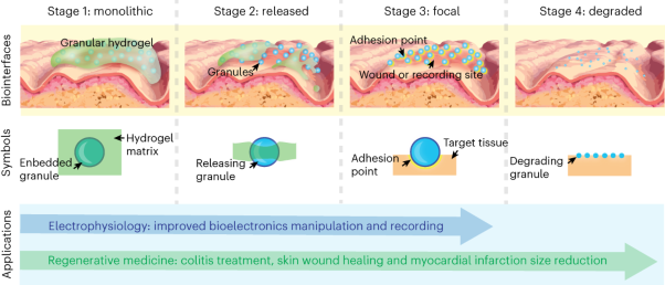Monolithic-to-focal evolving biointerfaces in tissue regeneration and bioelectronics