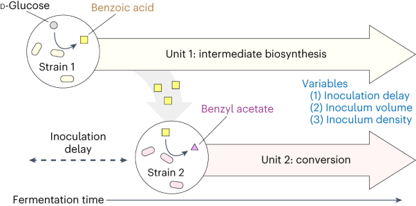 A microbial process for the production of benzyl acetate