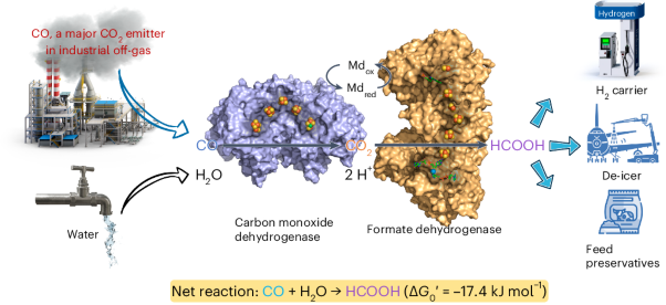 Molar-scale formate production via enzymatic hydration of industrial off-gases