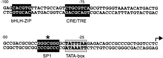 Function of the C<sub>−36</sub> to T polymorphism in the human cholecystokinin gene promoter