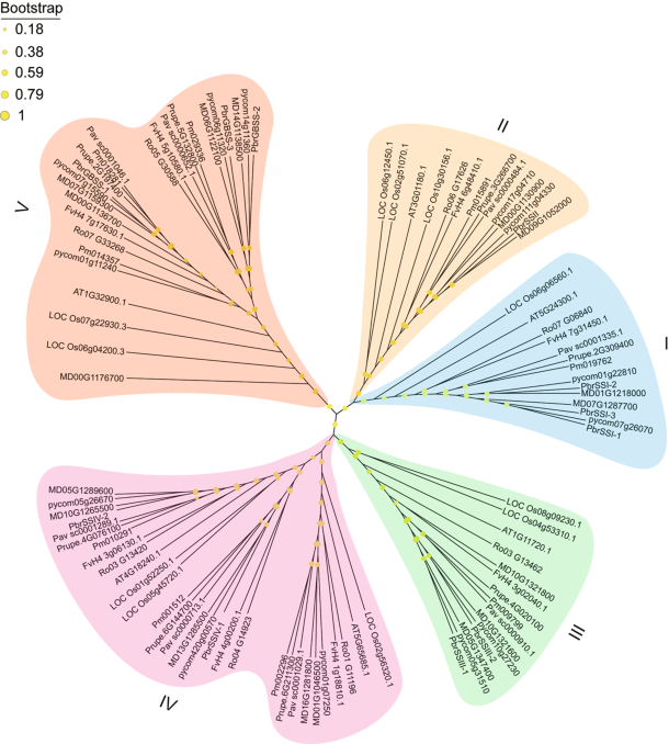 Genome-wide identification of starch synthase in eight rosaceae species ...