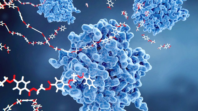 This image shows bacterial PETase enzymes (blue) breaking down PET (polyethylene terephthalate) plastic to monomeric molecules which are environmentally neutral.