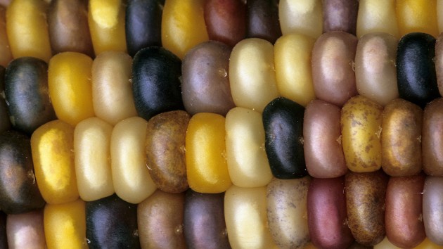 Multicoloured maize kernels showing spotted colouration