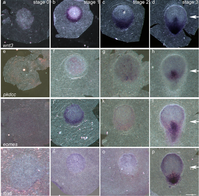 Expression Patterns Of Signalling Molecules And Transcription Factors In The Early Rabbit Embryo And Their Significance For Modelling Amniote Axis Formation Springerlink