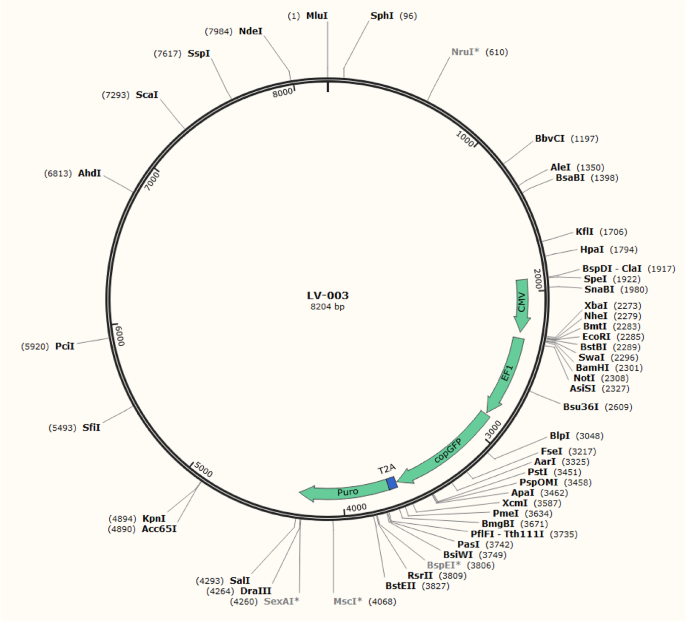 Pgc-1α Promotes Phosphorylation, Inflammation, and Apoptosis in 