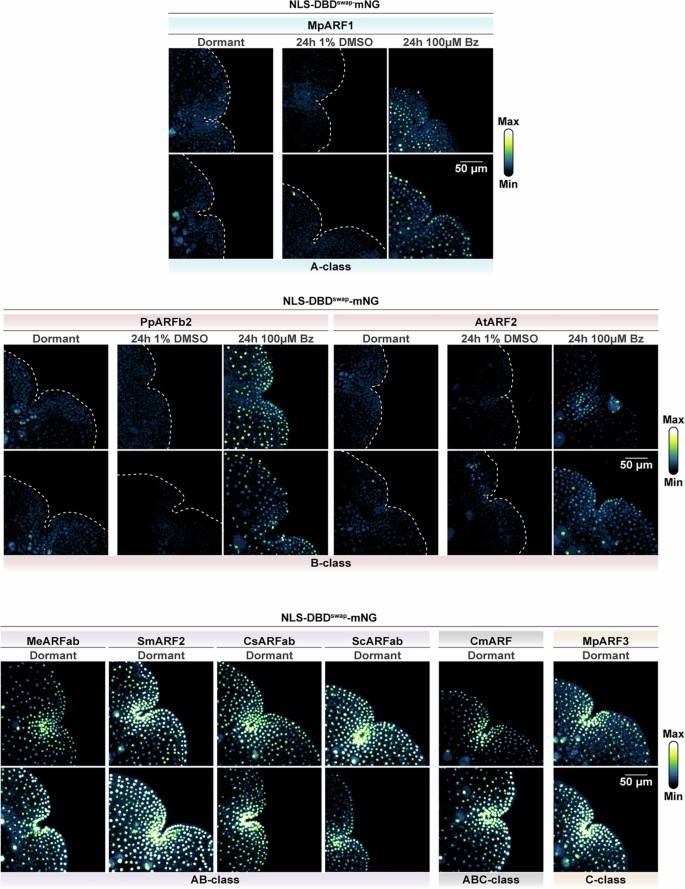 ARF degradation defines a deeply conserved step in auxin response ...