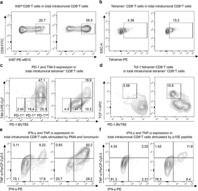 Concurrent intratumoural Treg cell depletion and CD8+ T cell expansion ...
