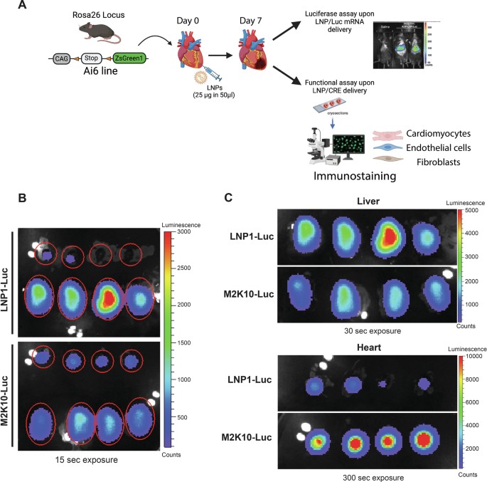 A microphysiological system for screening lipid nanoparticle−mRNA ...
