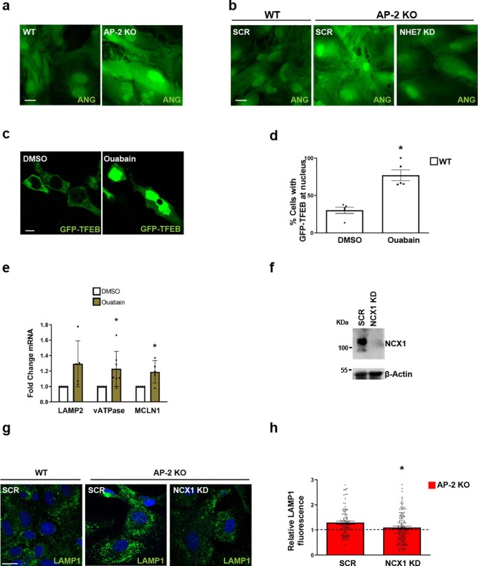extended data figure 15