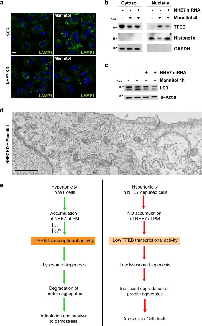 extended data figure 17