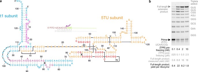 Trinucleotide substrates under pH–freeze–thaw cycles enable open-ended ...