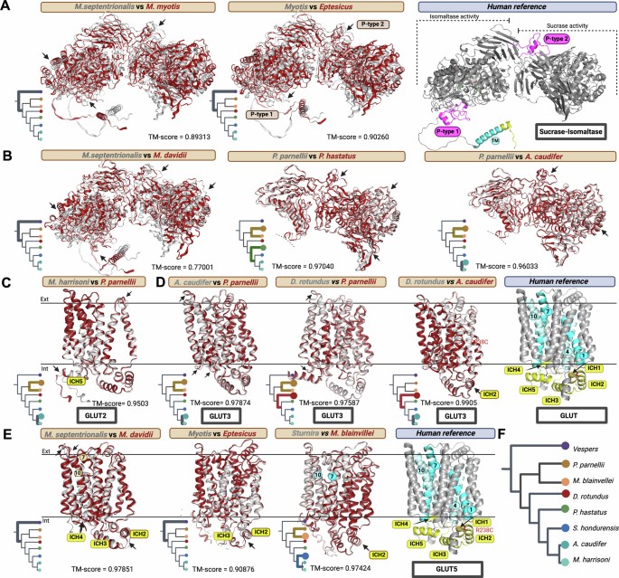 Sugar assimilation underlying dietary evolution of Neotropical bats Nature Ecology & Evolution