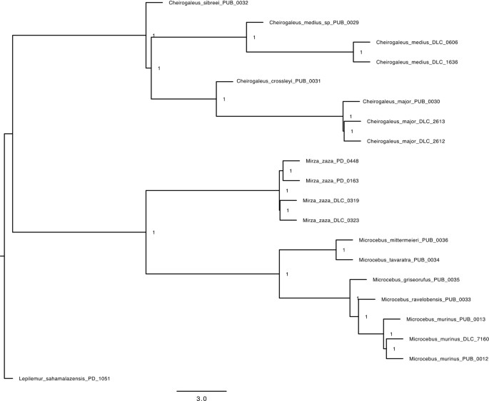 Ecological and anthropogenic effects on the genomic diversity of lemurs ...