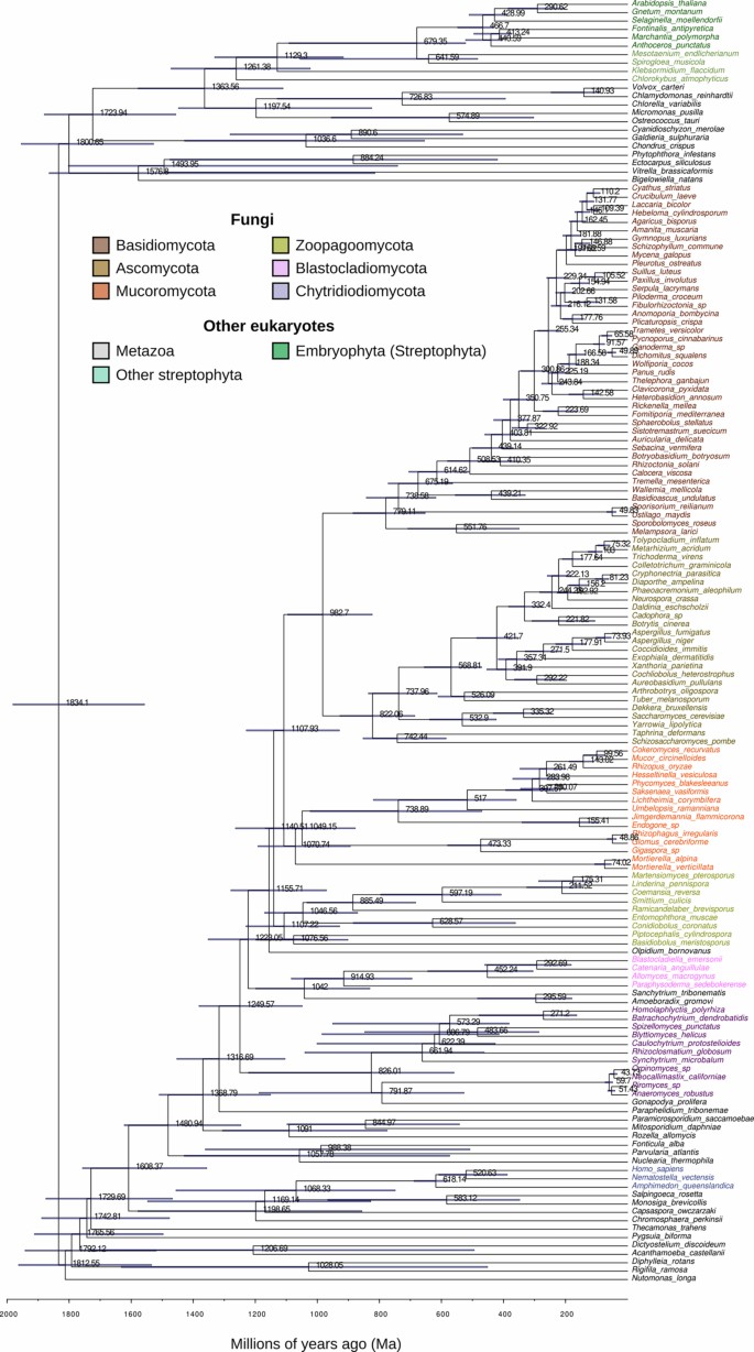 Timetree Evolution A timetree of Fungi dated with fossils and horizontal gene transfers ...