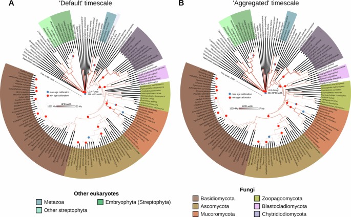 Timetree Evolution A timetree of Fungi dated with fossils and horizontal gene transfers ...