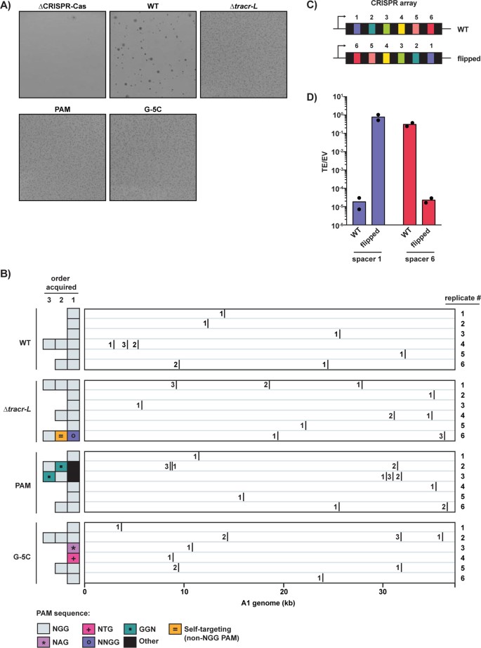 A dynamic subpopulation of CRISPR–Cas overexpressers allows ...