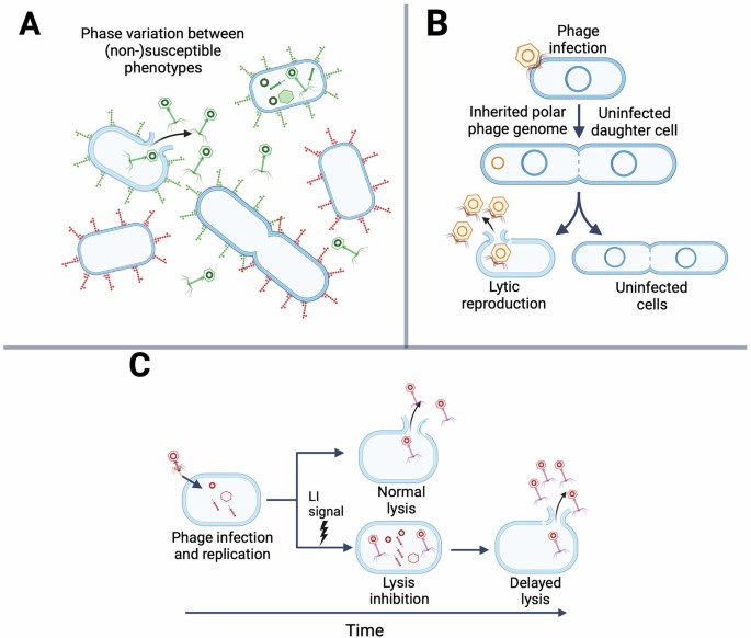 String Like Phage Persistent virulent phages exist across bacterial isolates | Nature ...