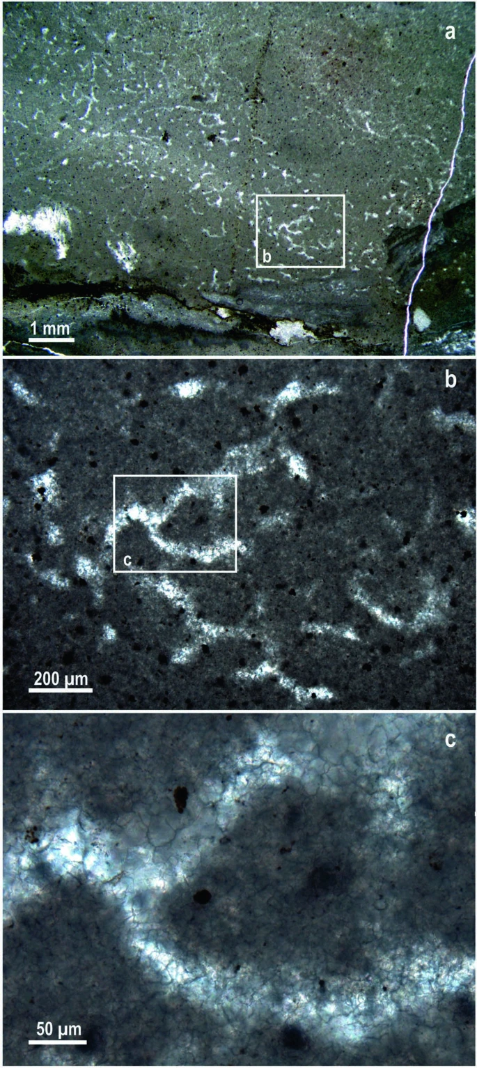 41586_2021_3773_Fig4_ESM.jpg