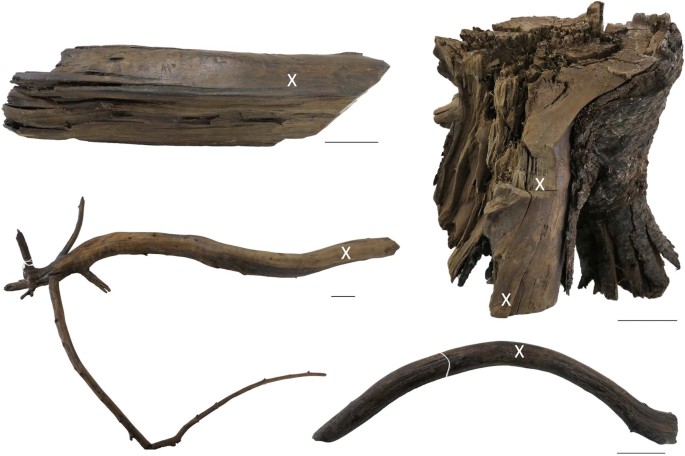 Four archaeological wood samples in the dating study. Three supported the 1021 result; the lower-right sample had too few rings for precise dating. White crosses mark sampling locations; black bars represent five centimeters.