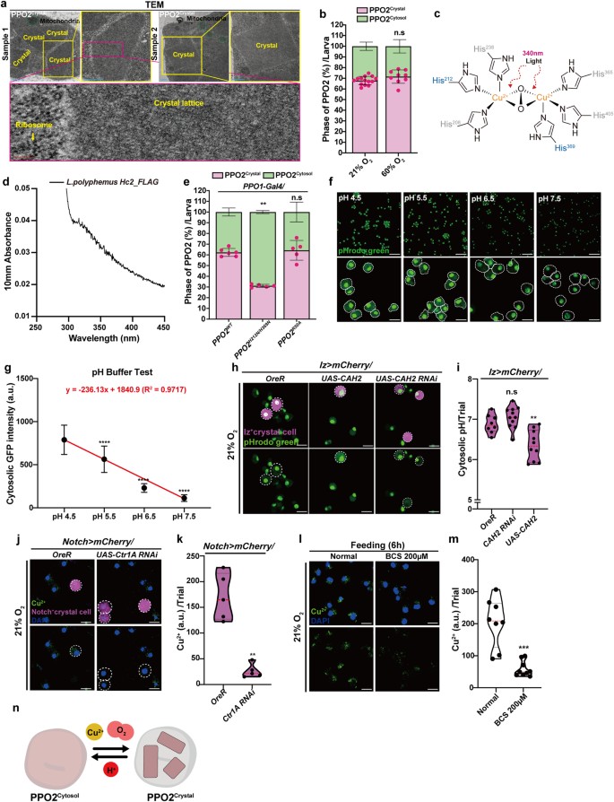 Drosophila immune cells transport oxygen through PPO2 protein phase ...