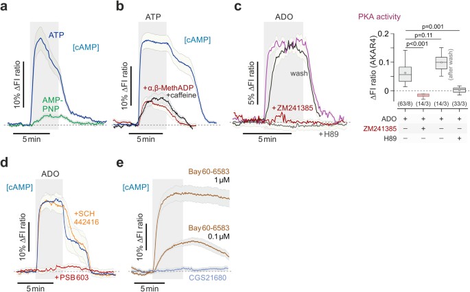 Adenosine signalling to astrocytes coordinates brain metabolism and ...