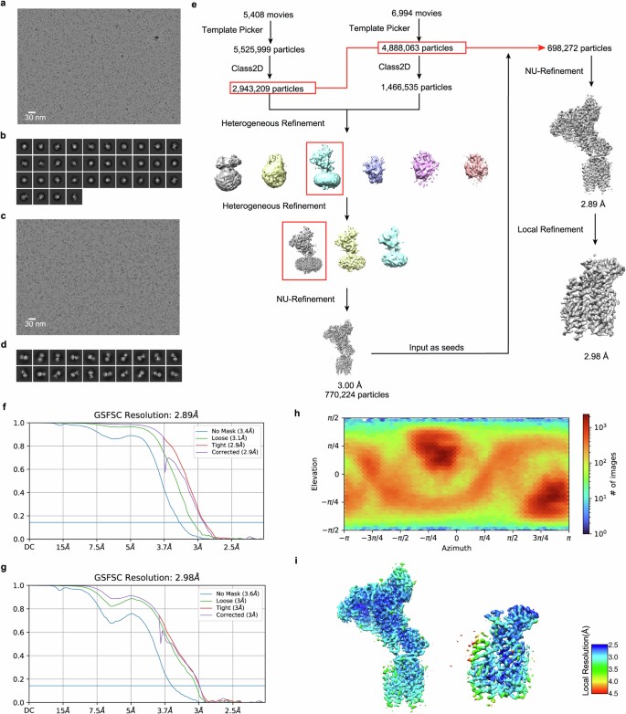 Structural insights into the high-affinity IgE receptor FcεRI complex ...