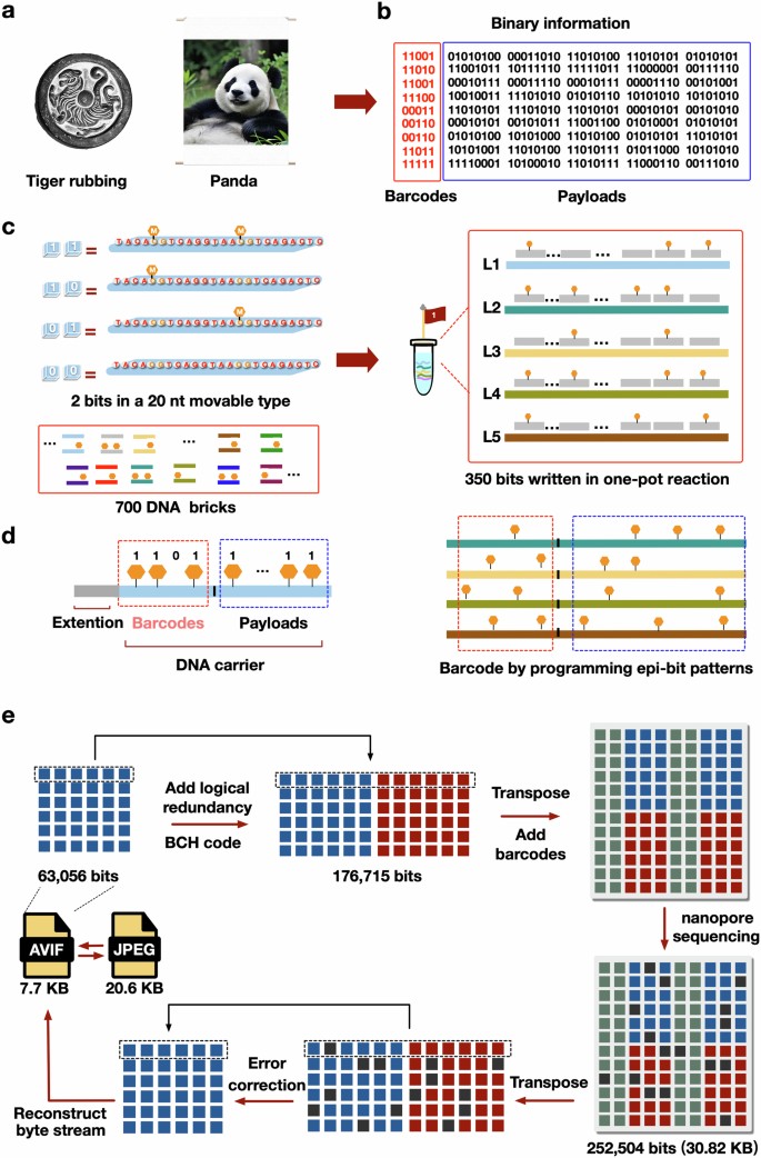 Parallel molecular data storage by printing bits on DNA Nature
