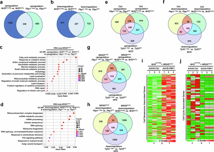 Fbp1 FBP1 controls liver cancer evolution from senescent MASH hepatocytes ...