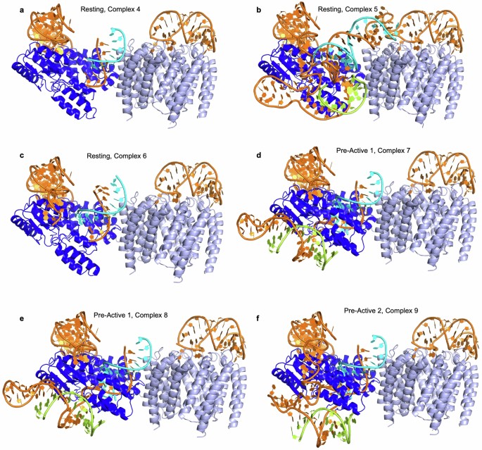 RNA control of reverse transcription in a diversity-generating ...