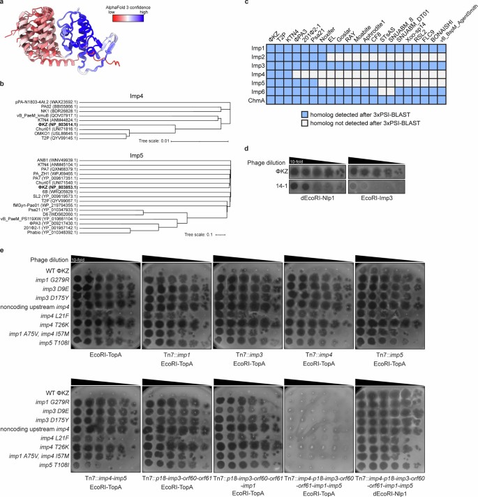 Immp4 Multi-interface licensing of protein import into a phage nucleus | Nature