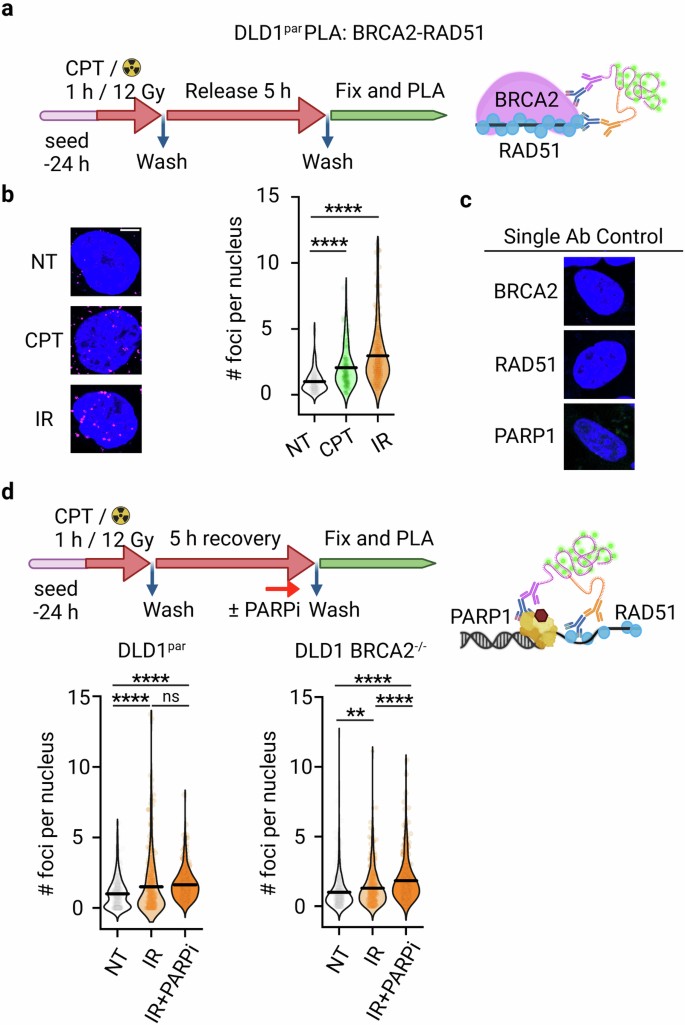 遺伝性がんリスクと個別化治療の有効性の新しい関連性を解明(How inherited cancer risks can be used for effective personalized therapy)
