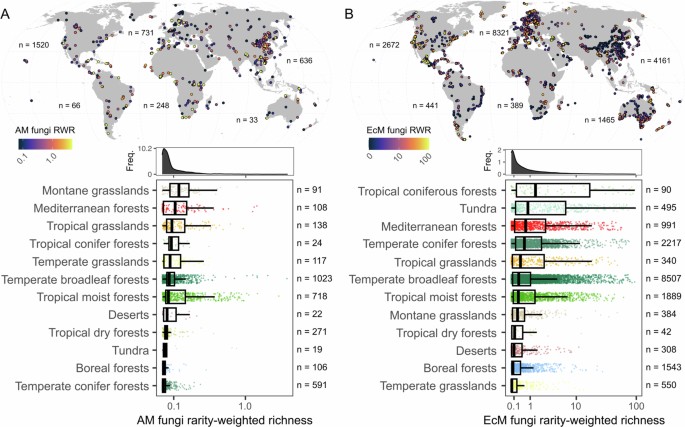 Global hotspots of mycorrhizal fungal richness are poorly protected ...
