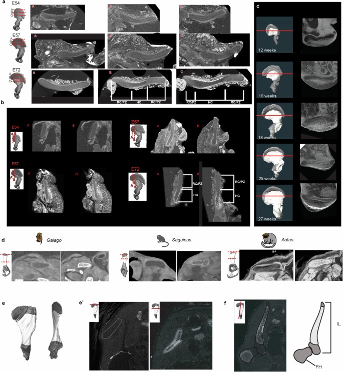 The evolution of hominin bipedalism in two steps | Nature