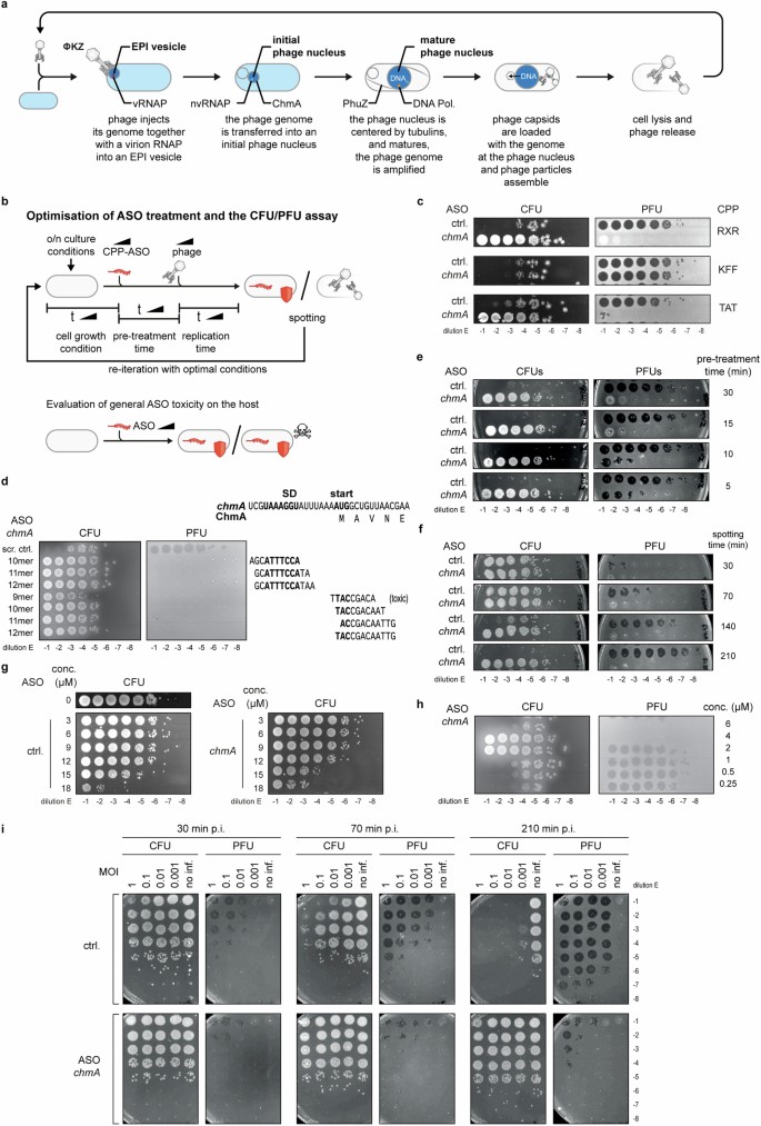 Programmable antisense oligomers for phage functional genomics