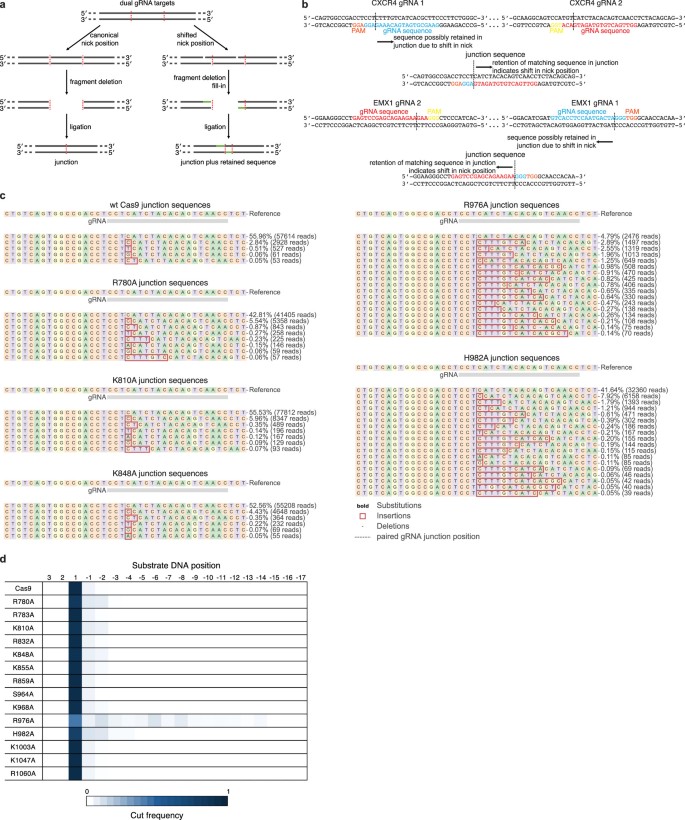Nick Projection Process Engineered prime editors with minimal genomic errors | Nature