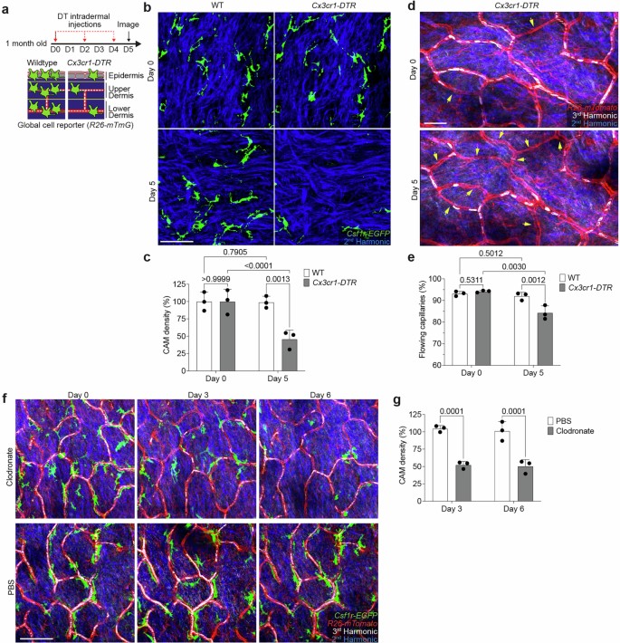 Niche-specific dermal macrophage loss promotes skin capillary ageing ...