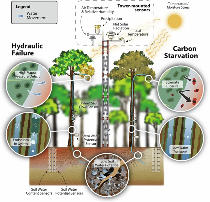 Um conjunto de sensores integrados e medições de equipes de campo em nosso sítio central na Amazônia possibilitou novas descobertas sobre os impactos da seca nas florestas. In "Hot droughts in the Amazon provide a window to a future hypertropical climate"
