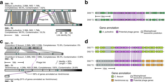Long-read metagenomics reveals phage dynamics in the human gut ...