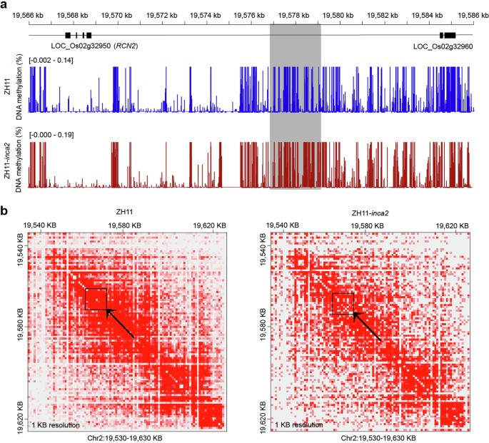Precise control of chromatin loop extrusion enhances sustainable green ...