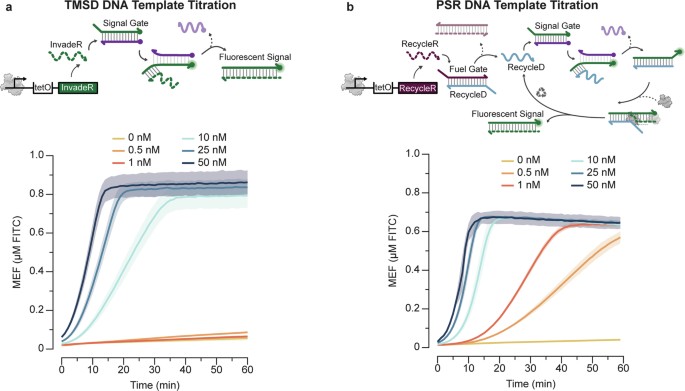 A cell-free biosensor signal amplification circuit with polymerase ...